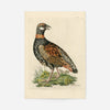 Vintage The Francolin Bird Print