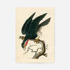 Vintage Purple-Throated Falcon Bird Print