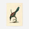 Vintage Great Jacamar Bird Print