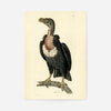 Vintage Alpine Vulture Print