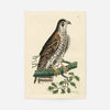 Vintage Falcon Bird Print
