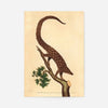 Vintage Long Tailed Pangolin