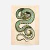 Vintage Canine Boa Snake Print