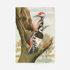 Whitebacked Woodpecker Vintage Bird Print by Johann Friedrich Naumann