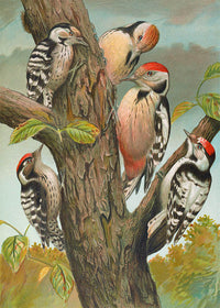 Spotted Woodpecker Vintage Bird Print by Johann Friedrich Naumann