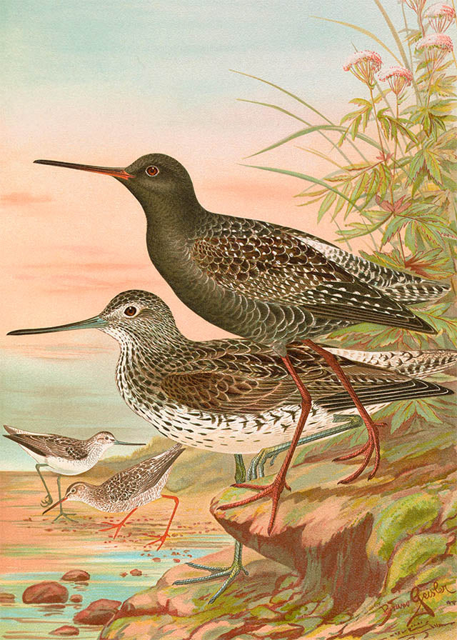 Spotted Redshank Vintage Bird Print by Johann Friedrich Naumann