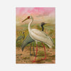 Demoiselle Crane Vintage Bird Print by Johann Friedrich Naumann