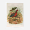 Glossy Ibis Vintage Bird Print by Johann Friedrich Naumann