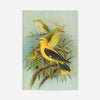 Golden Oriole Vintage Bird Print by Johann Friedrich Naumann