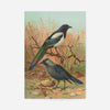 Magpies Vintage Bird Print by Johann Friedrich Naumann