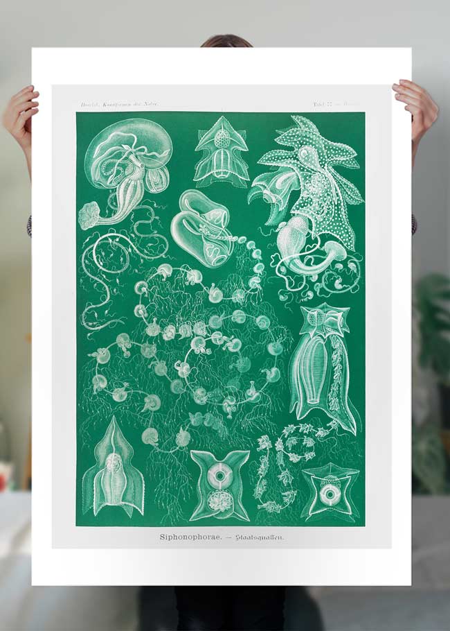 Algae Vintage Antique Green Print