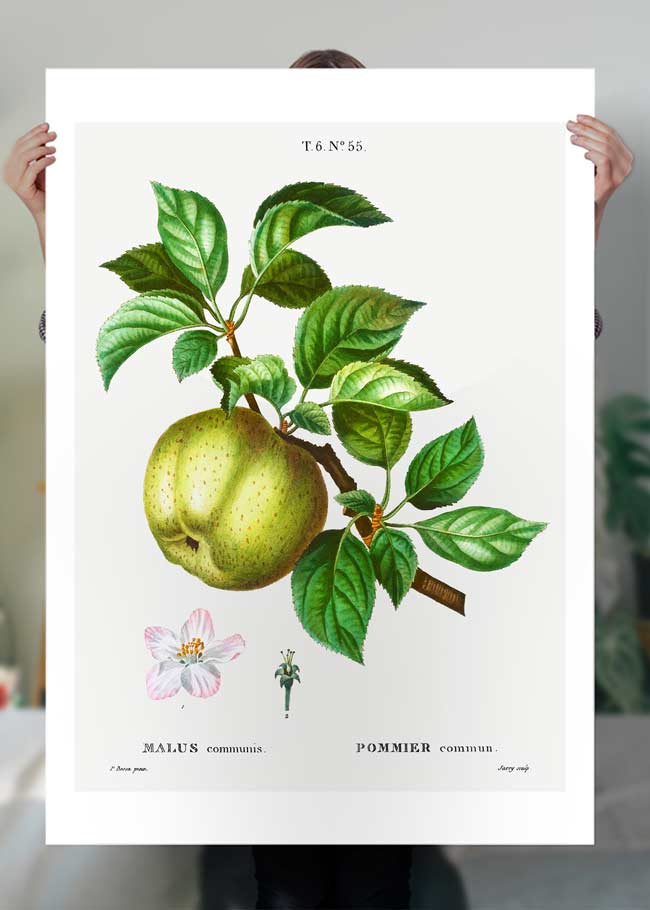 Apple Pommier Antique Vintage Print