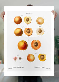 Apricot Illustration Vintage Antique Print