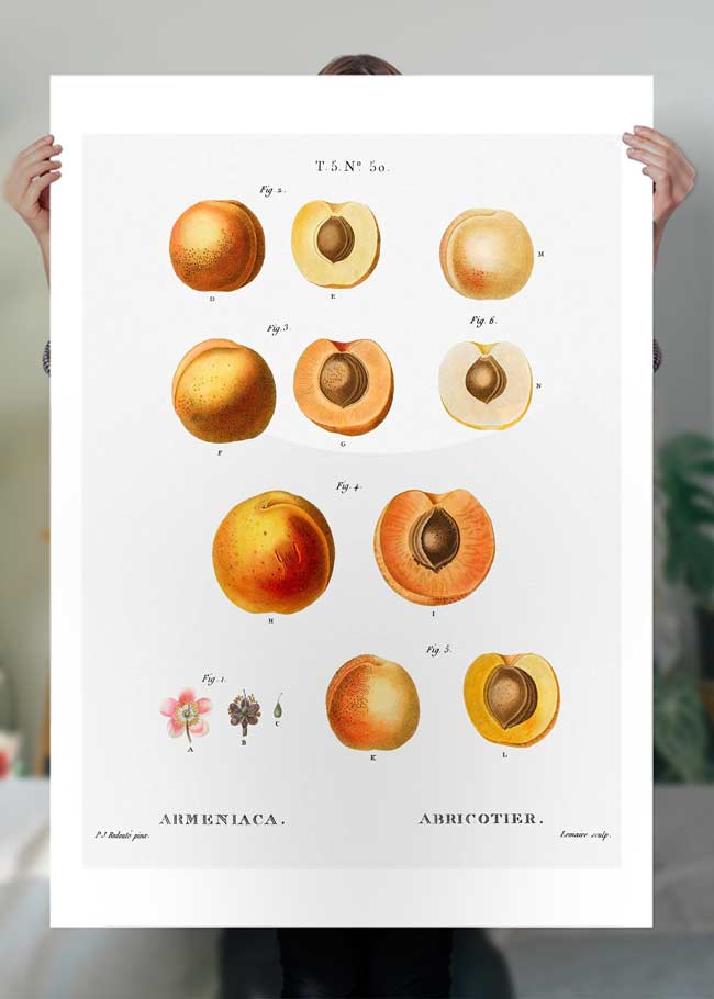 Apricot Illustration Vintage Antique Print