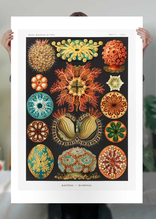 Ascidiae Sea Squirt Diagram Antique Print