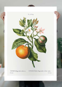 Bitter Orange Vintage Antique Print