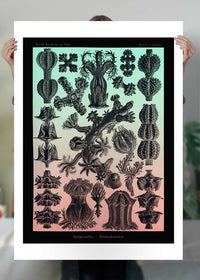 Corals Pink And Green Antique Print