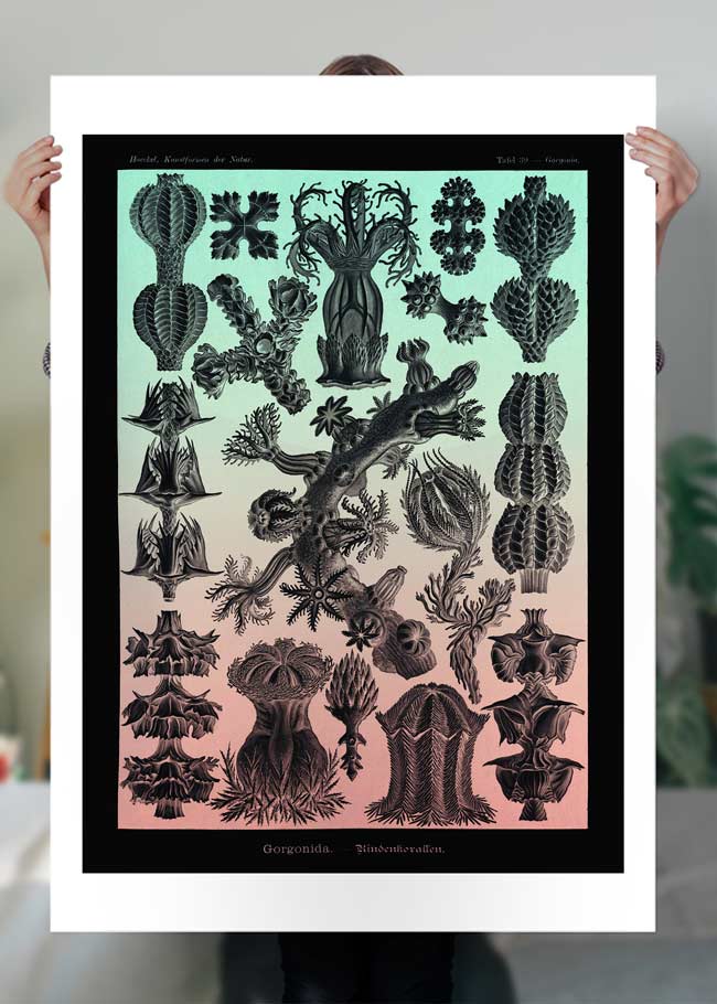 Corals Pink And Green Antique Print