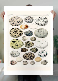 Speckled Eggs Vintage Antique Print