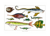 Fish Vintage Antique Print