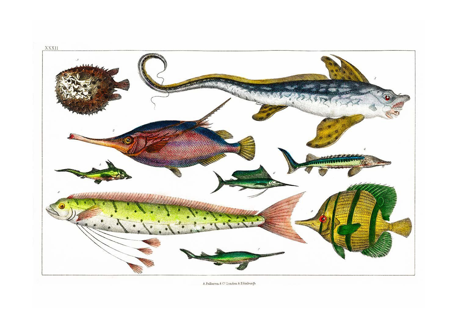 Fish Vintage Antique Print