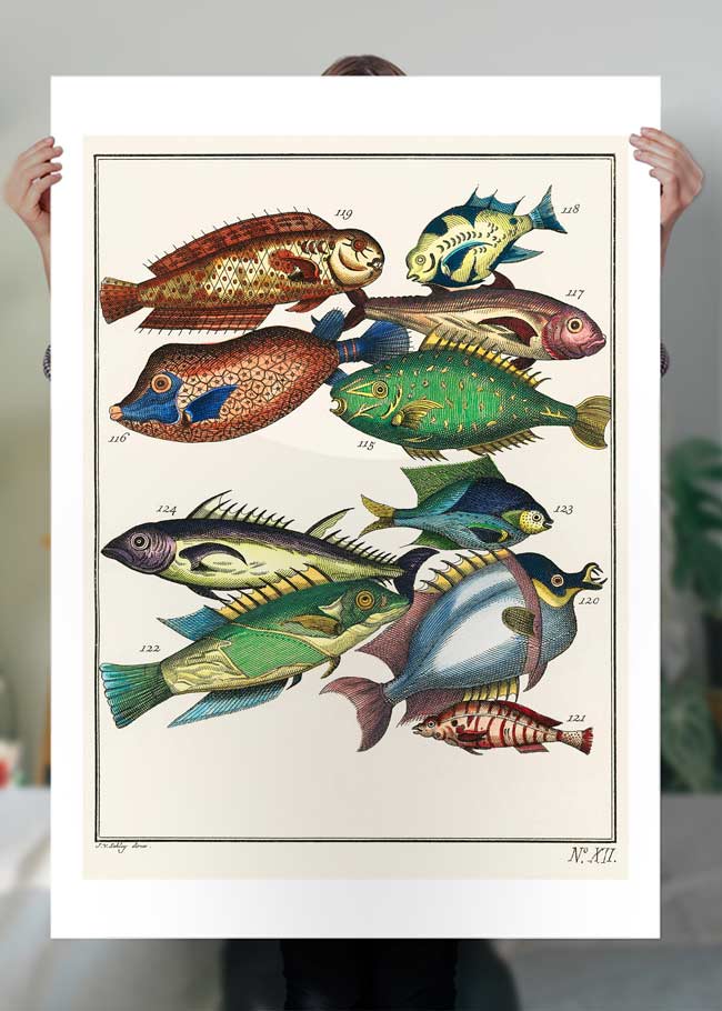 Fish 2 Vintage Antique Print