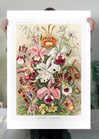 Orchidea Flowers Vintage Antique Print