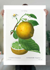 Grapefruit Vintage Black Antique Print