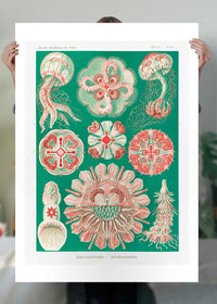 Jellyfish Green and Pink Vintage Antique Print