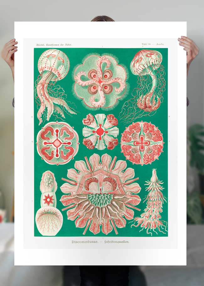Jellyfish Green and Pink Vintage Antique Print