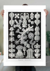 Corals Black and White Antique Print
