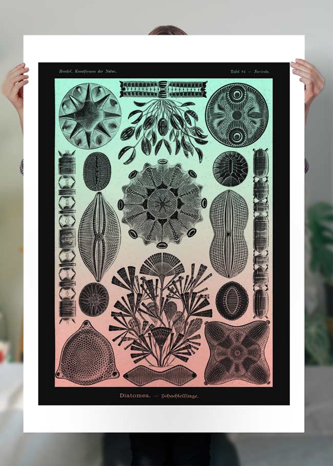 Marine Life Pink and Green Vintage Antique Print