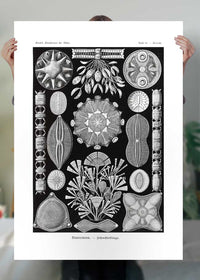 Marine Life Black and White Vintage Antique Print
