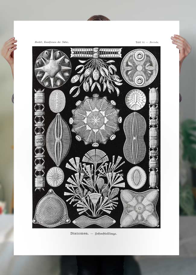 Marine Life Black and White Vintage Antique Print