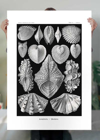 Mollusk Sea Shells Vintage Antique Print