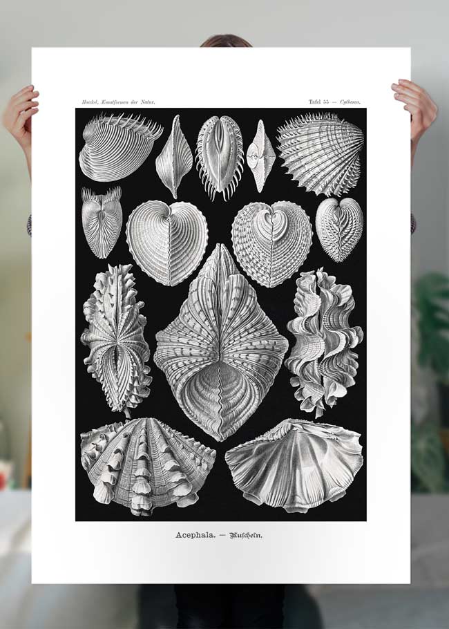 Mollusk Sea Shells Vintage Antique Print