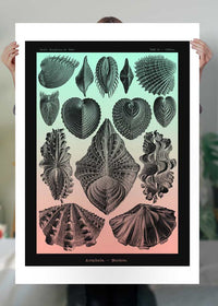 Mollusk Sea Shells Green and Pink Vintage Antique Print