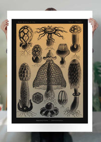 Mushrooms Diagram Vintage Antique Print