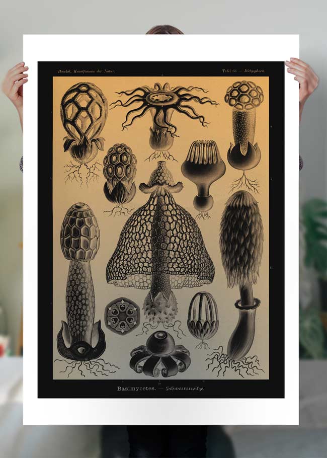 Mushrooms Diagram Vintage Antique Print