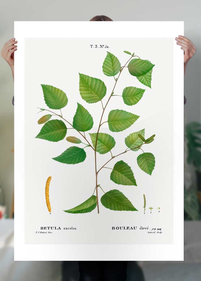 Paper Birch Branch Leaves Antique Print