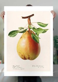 Large Pear Vintage Antique Print
