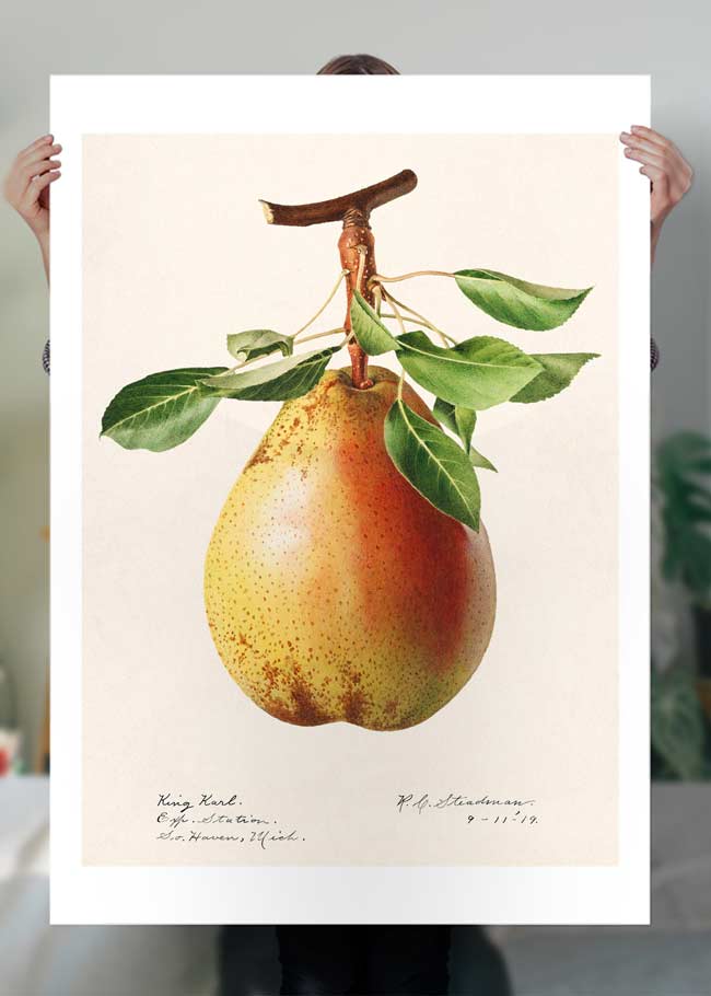 Large Pear Vintage Antique Print