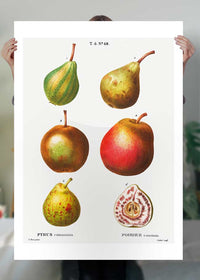 Mixed Pears Vintage Antique Print