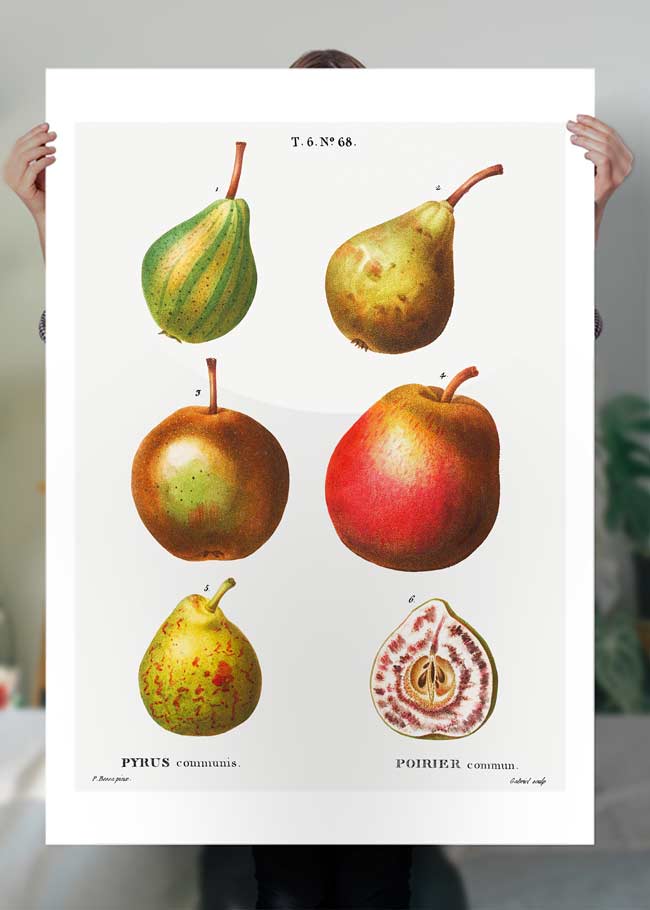 Mixed Pears Vintage Antique Print