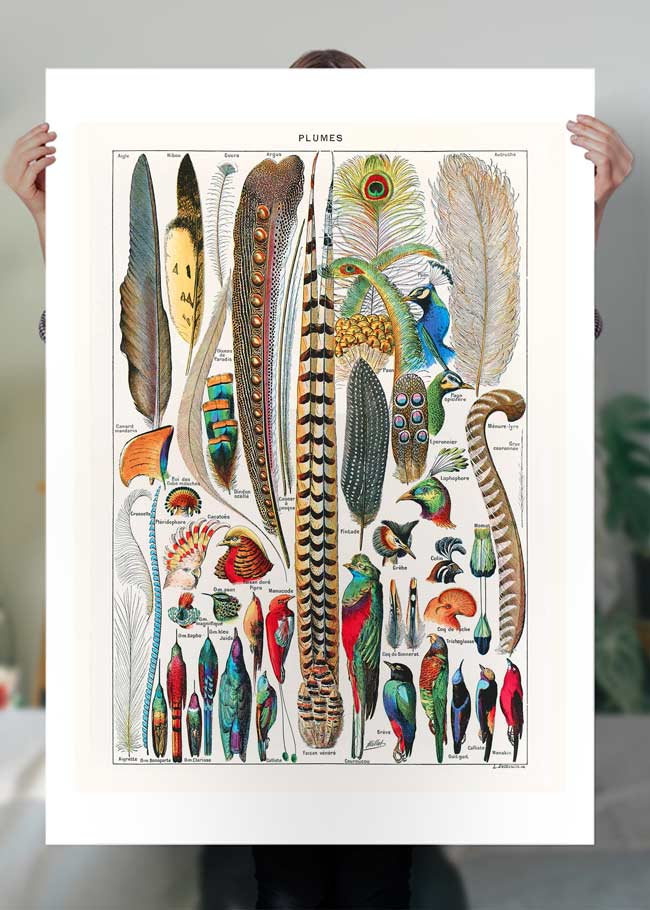 Feathers Plumes Vintage Antique Print