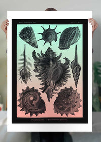 Sea Shells Pink and Green Vintage Antique Print