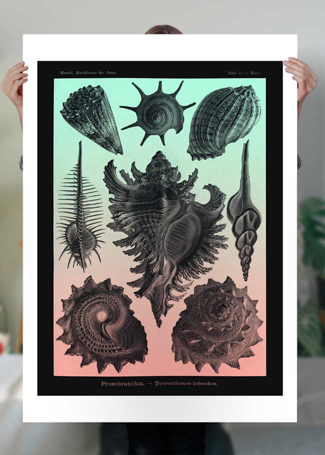 Sea Shells Pink and Green Vintage Antique Print