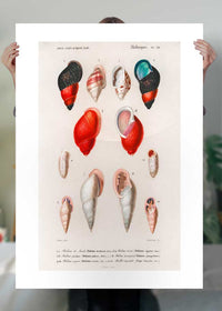 Sea Shells 2 Antique Print