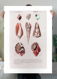 Sea Shells 4 Antique Print