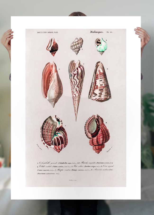 Sea Shells 4 Antique Print